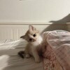 DizzyArtt's avatar