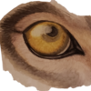 Dodo-Butt's avatar