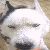 dog-boy's avatar