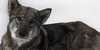 Dog-Breed-Project's avatar