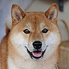 DogeSphere's avatar