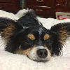 doggielover3063's avatar