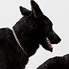 DoggTeeth's avatar