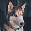 dogs-arts's avatar