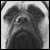 dogs's avatar