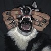 dogsaints's avatar
