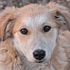 dogscare's avatar