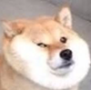 dogtordoggo's avatar