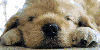 dogworld's avatar