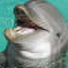 dolphinplz's avatar