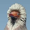 Doratiox's avatar
