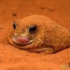 Doritoad's avatar