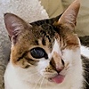 DragonCatsYT's avatar