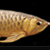 dragonfish's avatar