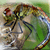dragonfly-club's avatar