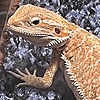 DragonKingDCL's avatar