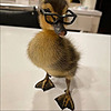 duckduckx's avatar