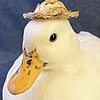 Duckiequack01's avatar