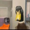 duckitie's avatar