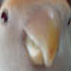 DuckyDuckyPlz's avatar