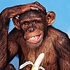 dumbchimp's avatar