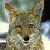 Dust-Dog's avatar