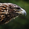 EagleNProud's avatar