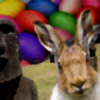 Easter-Hare's avatar