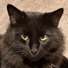 EastWeast123's avatar