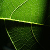 eco-Photographie's avatar