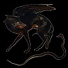 Ecoterica's avatar