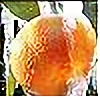 Edhelith's avatar