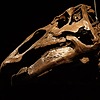 Edmontosaurusaurorus's avatar