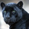 EekBaalam's avatar