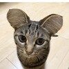 egggelatinsomthing's avatar