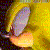 Electro-Lime-Horiste's avatar