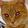 Elk-Kitten's avatar
