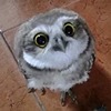 elkiigolkielki's avatar