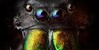 Entomology-Unleashed's avatar