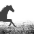 Equine-Ridge-Studios's avatar