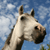 Equines's avatar