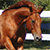 EquineStockImagery's avatar