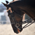 EquusAustralia's avatar