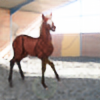 EquusCeli's avatar
