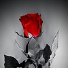 EROTICrealWIFE's avatar