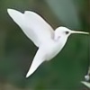 eternal-hummingbird's avatar