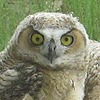 etlptl's avatar