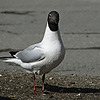 etoileforetnoire-pr's avatar