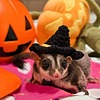 EVELYN10-SUGARGLIDER's avatar