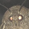 EvilDemonKitty's avatar